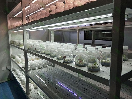 台山植物组织培养实验室设计建设方案